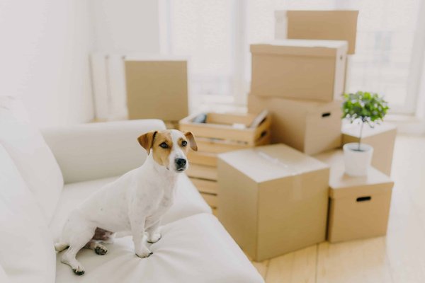 Quel type de couchage est le plus adapté pour un chat de race Burmilla arthritique?